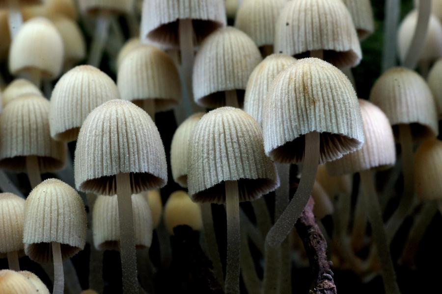 Coprinellus disseminatus | CC0 1.0 Universal
