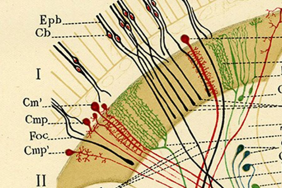 Ramón y Cajal. Legado Cajal - CSIC