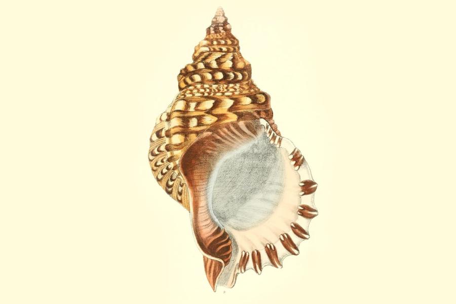 Biodiversity Heritage Library