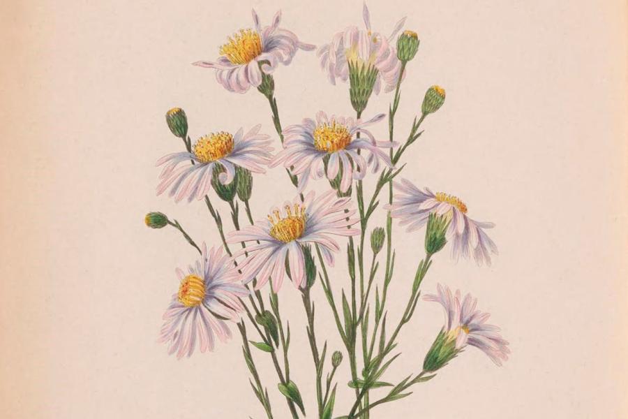 Biodiversity Heritage Library