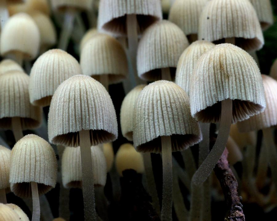 Coprinellus disseminatus | CC0 1.0 Universal