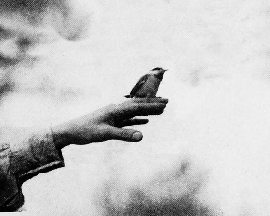 Del llibre "Common birds of town and conutry", 1914 | National Geographic Society (U.S.)