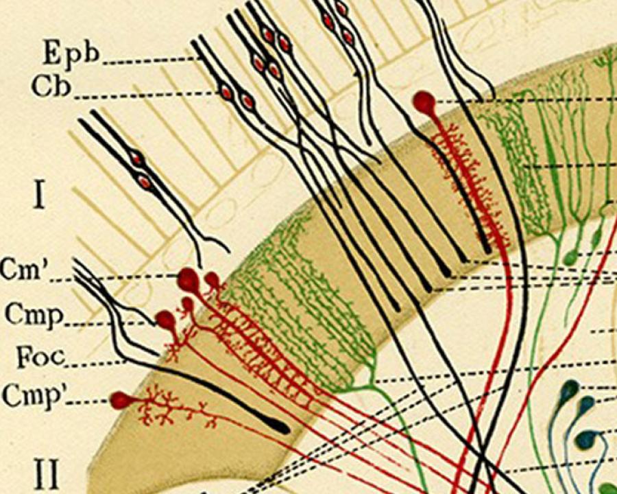 Ramón y Cajal. Legado Cajal - CSIC