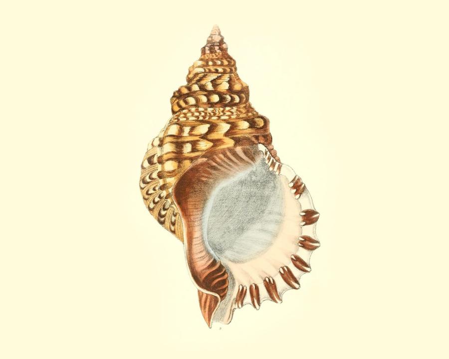 Biodiversity Heritage Library
