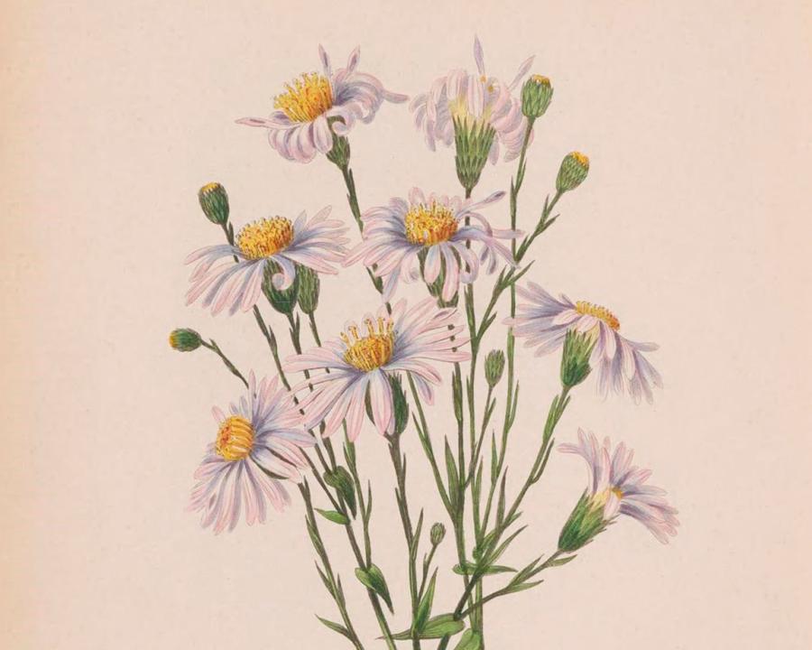 Biodiversity Heritage Library