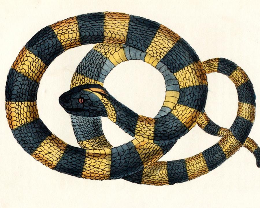 Del llibre "Medical zoology and mineralogy". John Wilson,1832 | Biodiversity Heritage Library | Domini públic